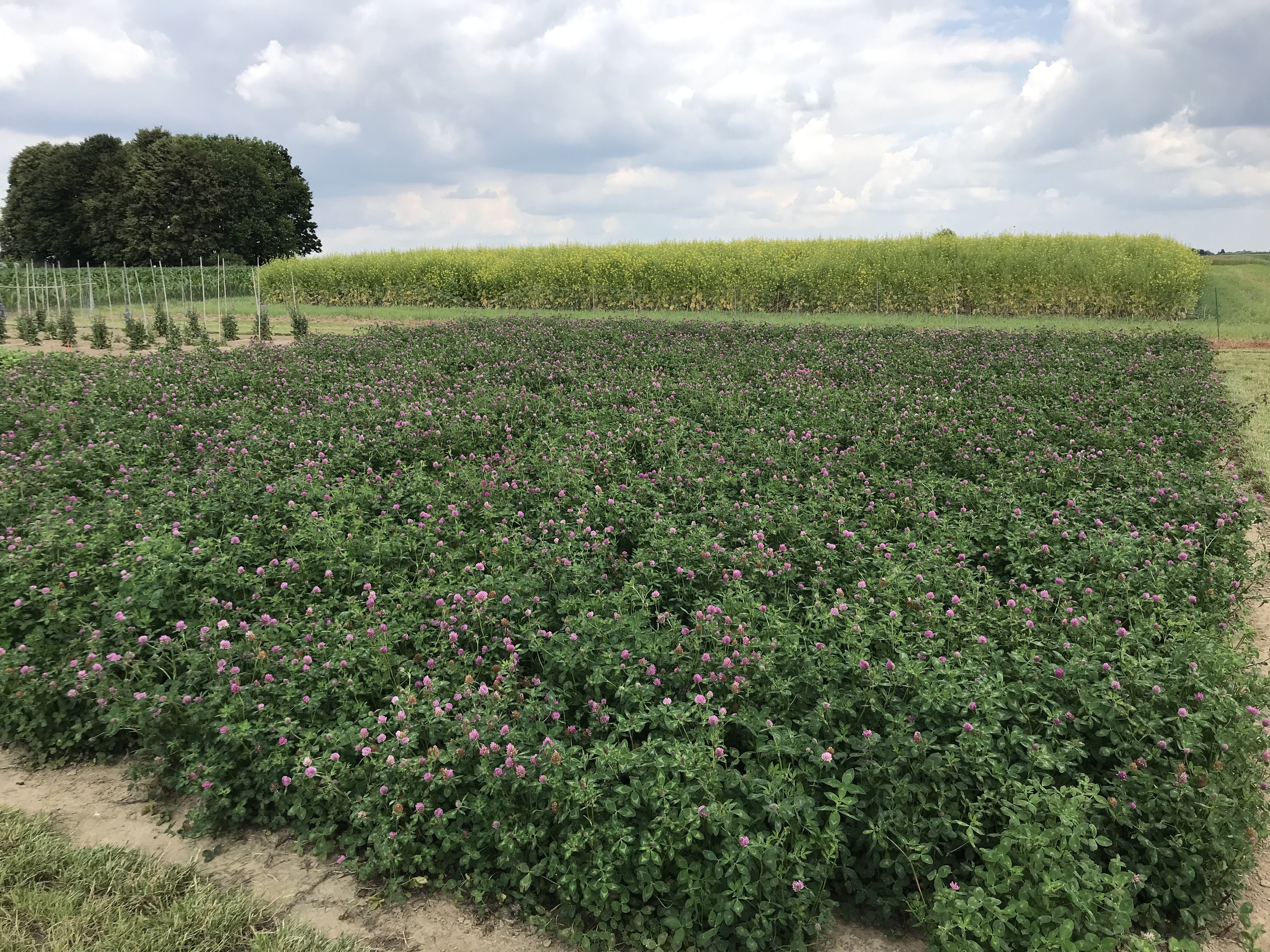 Red Clover Photo Banner