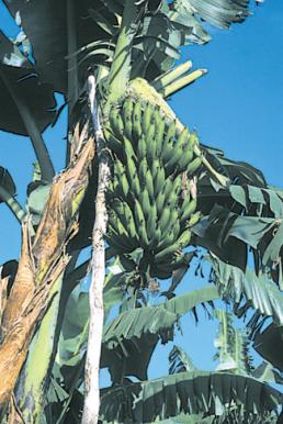 East African Highland Banana (Musapedia)